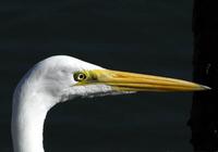 Great Egret Head  a.jpg