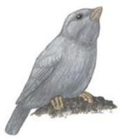 Phrygilus unicolor.jpg