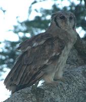 Verreaux's Eagle Owl 2005-01-15-0478.jpg