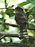 malaysian hawk cuckoo6210j don.jpg