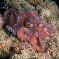 Octopus V.jpg