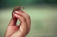 dwarf-chameleon-madagascar-~-F52-339307.jpg