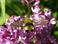 JCS Hemaris fuciformis 31470.jpg