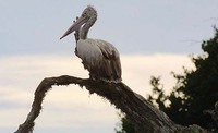 Spot billed Pelican.jpg