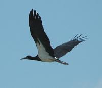 Abdim's Stork 2005-01-10-0005.jpg
