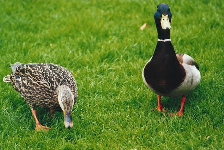0005-Mallard Ducks-by Art Slack.jpg