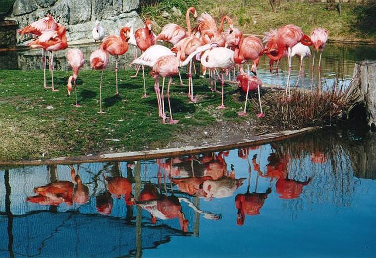 0010-Flamingos-by Art Slack.jpg