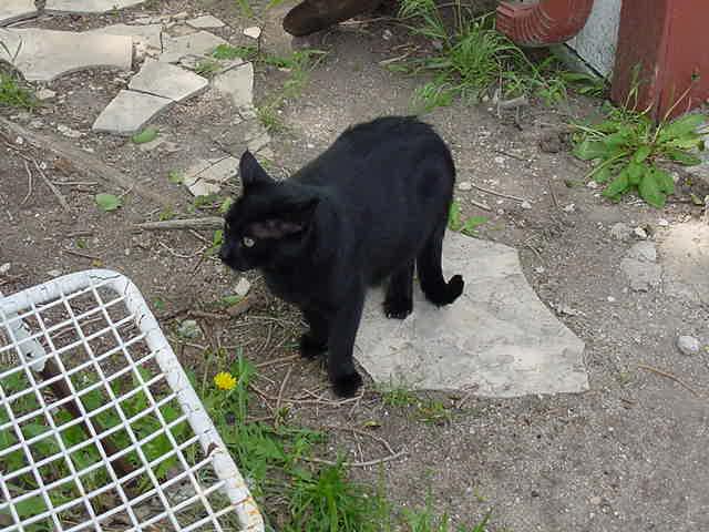 0086-mvc-Black House Cat-by CATherine.jpg
