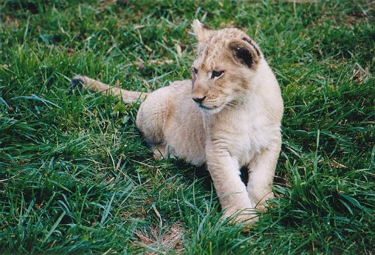 0109-African Lion cub from Toronto Zoo-by Art Slack.jpg