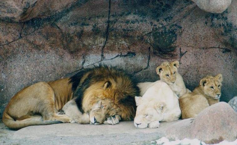 0115-Lion family-White Lioness from Toronto Zoo-by Art Slack.jpg