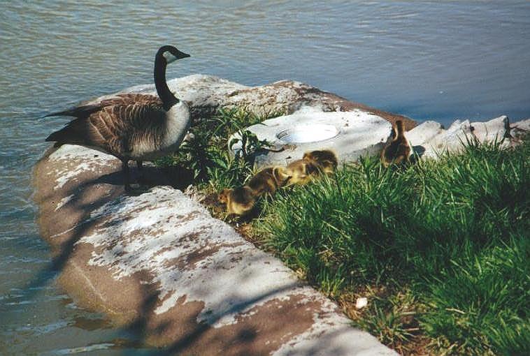0519-Canada Goose-and-Goslings-by Art Slack.jpg
