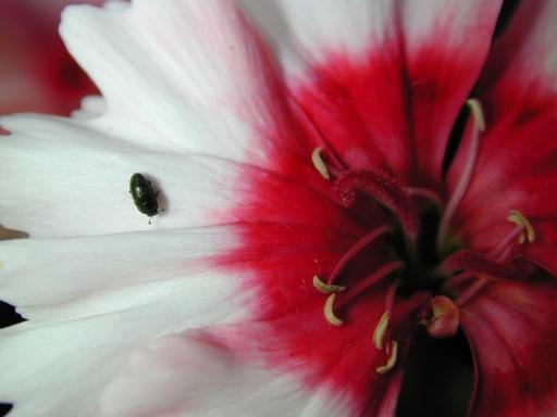 06060105-Green Bug-on flower-by Erich Mangl.jpg