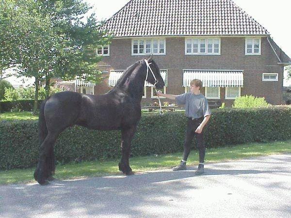 1-Black Horse-by Dien Jansen.jpg