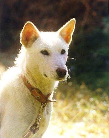 14-Jindogae-or-Chindo-dog-Korean Dog Breed.jpg