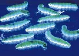 199708120363-GeneticallyEngineered-FluorescentSilkworms.jpg