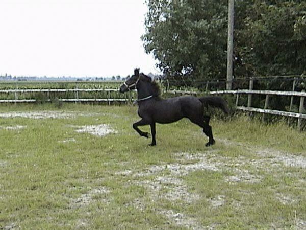 3-Black Horse-by Dien Jansen.jpg
