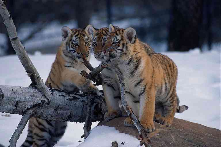 3-Young-Siberian Tigers-by Trudie Waltman.jpg