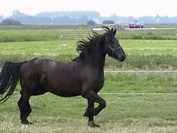 4-Black Horse-by Dien Jansen.jpg