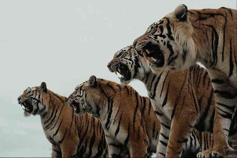 4-Tigers-by Trudie Waltman.jpg