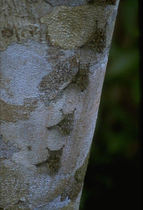 4 bats on treetrunk-Chiroptera-by MKramer.jpg