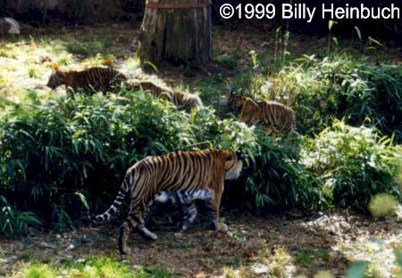 4tigers-mom and cubs-by Billy Heinbuch.jpg
