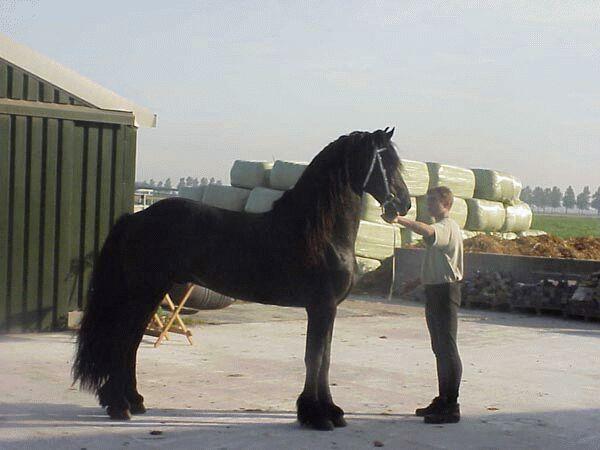 5-Black Horse-by Dien Jansen.jpg
