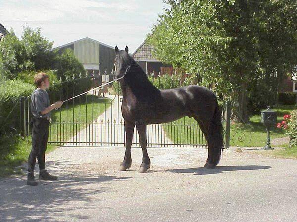 6-Black Horse-by Dien Jansen.jpg