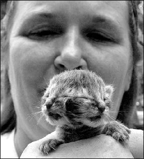 A twoface Kitten-by Mary Cummins.jpg