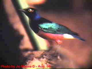 AfricanBird1-Superb Starling-closeup-by Vern Moore.jpg