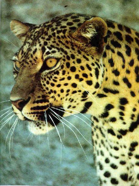 African Leopard-FaceCloseup-Saf97Tgr-by Vern Moore.jpg