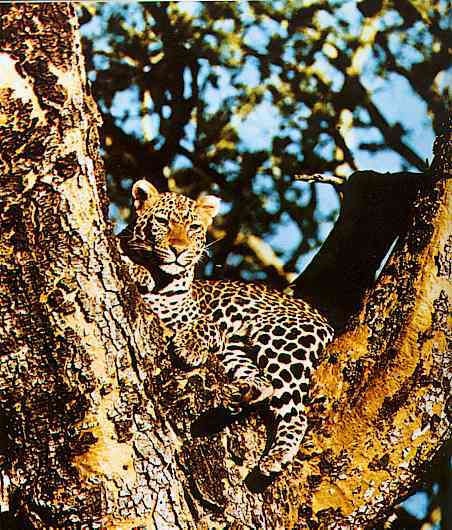 African Leopard-by Trudie Waltman.jpg