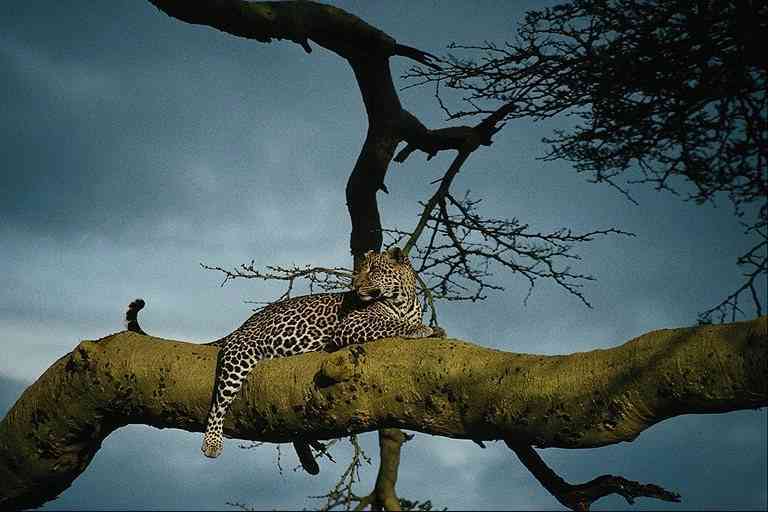 African Leopard-in-Tree-by Trudie Waltman.jpg