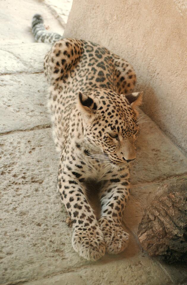 African Leopard003-by Ralf Schmode.jpg