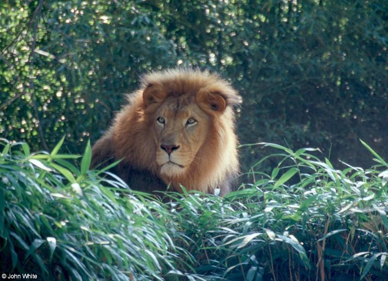 African Lion004-male-by John White.jpg