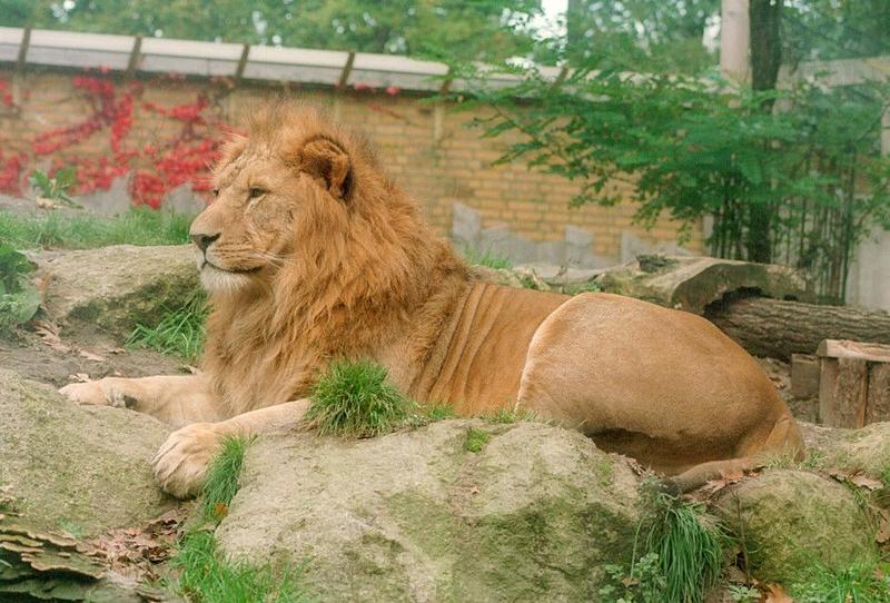 African Lion006-male-by Ralf Schmode.jpg