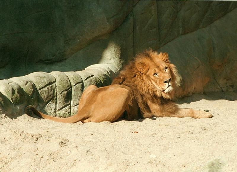 African Lion009-from Hagenbeck Zoo-by Ralf Schmode.jpg