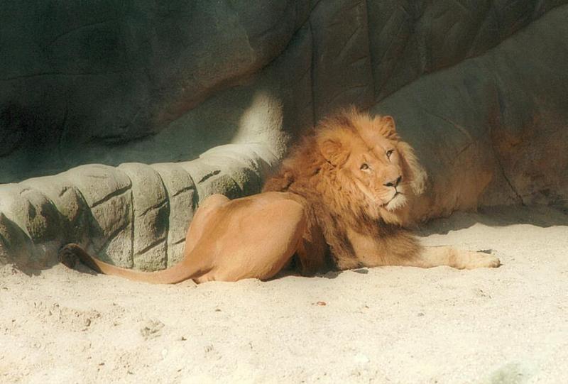 African Lion009-male-from Hagenbeck Zoo-by Ralf Schmode.jpg