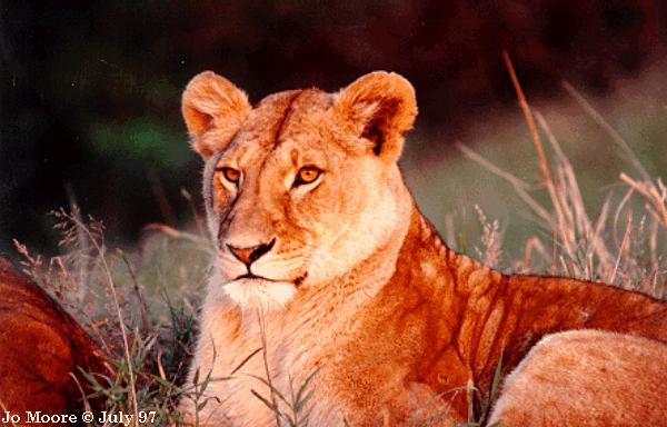 African Lioness01-Closeup-OnGrass-by Vern Moore.jpg