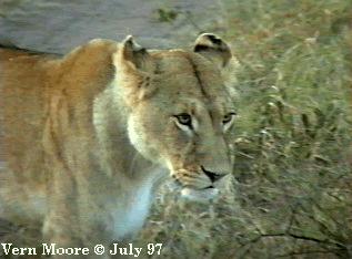 African Lioness01-Standing-InBush-Closeup-by Vern Moore.jpg