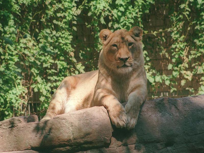 African Lioness026-by Ralf Schmode.jpg