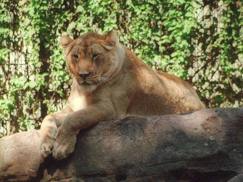 African Lioness027-by Ralf Schmode.jpg