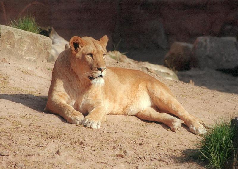 African Lioness028-by Ralf Schmode.jpg