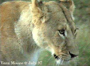 African Lioness03-Head-Closeup-by Vern Moore.jpg