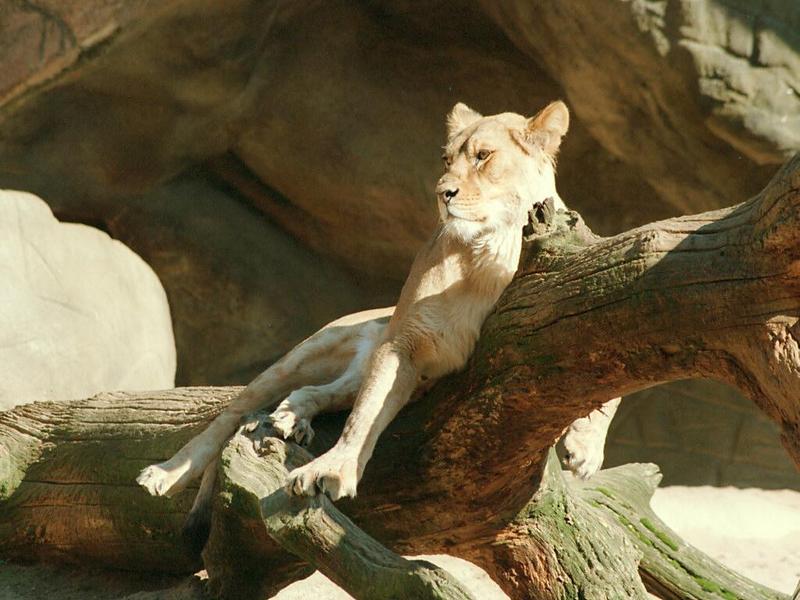 African Lioness034-from Hagenbeck Zoo-by Ralf Schmode.jpg