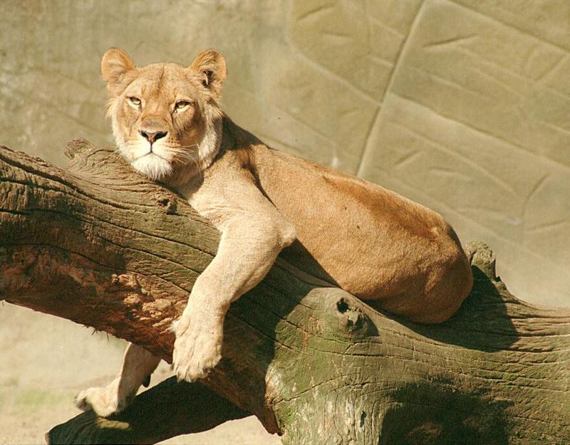 African Lioness037-from Hagenbeck Zoo-by Ralf Schmode.jpg