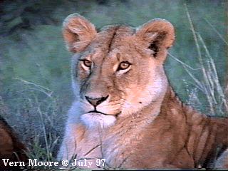 African Lioness04-Sitting-FaceCloseup-by Vern Moore.jpg