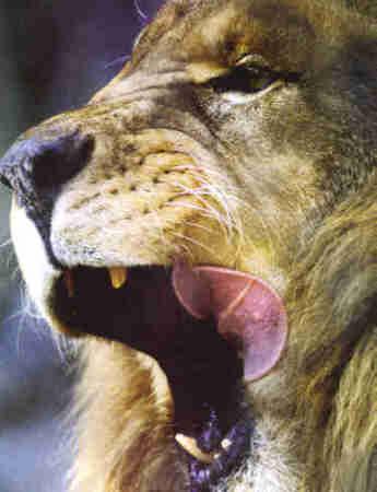 African Male Lion-Face-by Vern Moore.jpg