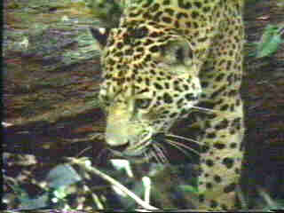 African leopard5-by Vern Moore.jpg