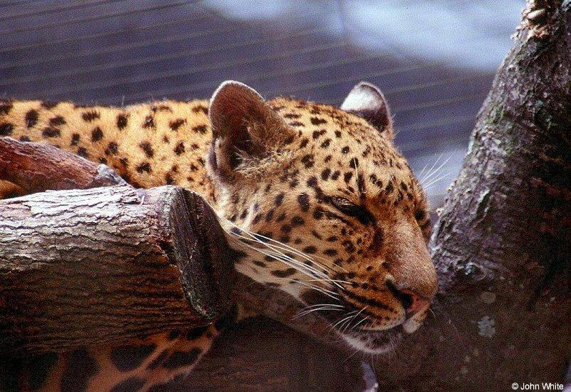 African leopard sleepinglr-by John White.jpg