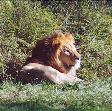 African lion-male-by Denise McQuillen.jpg